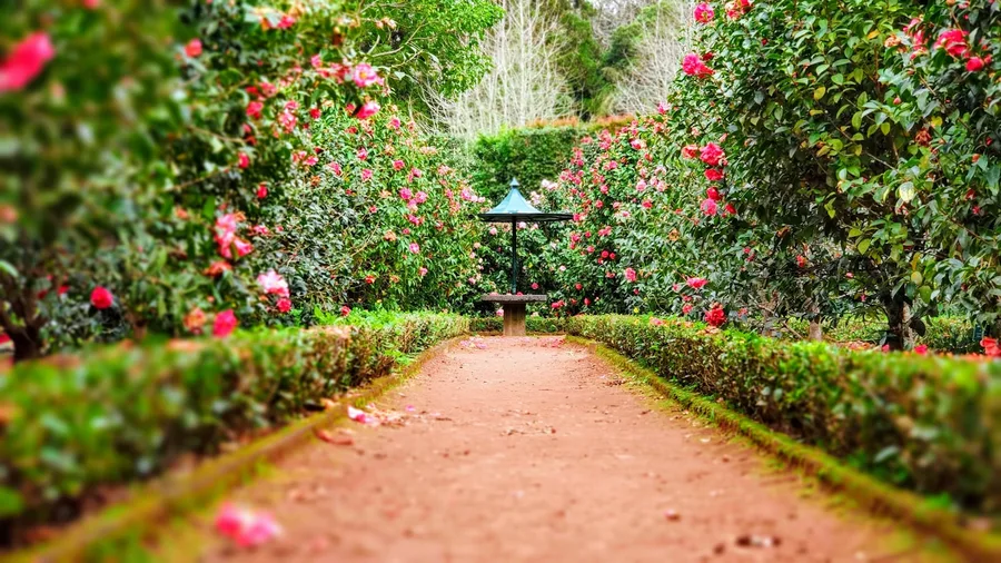 Jardín con pérgola y flores en Valencia
